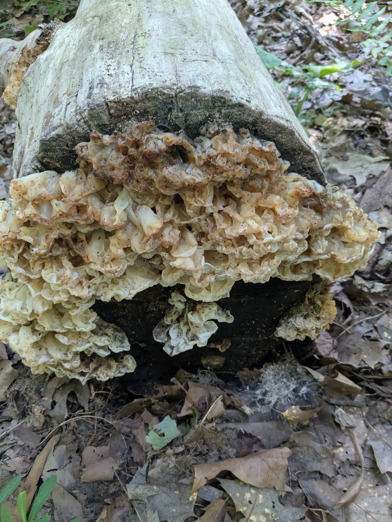 white jelly fungus · July 2026 · photo: Photo: (c) York Niu, some rights reserved (CC BY) · iNaturalist