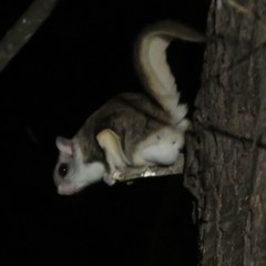 Southern Flying Squirrel photo 4