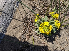 Erysimum menziesii