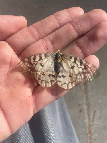 iNaturalist observation photo of Clodius Parnassian