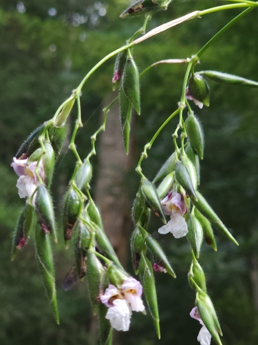 Thalia geniculata