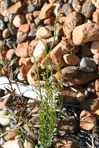 Arabis pycnocarpa, photograph 4