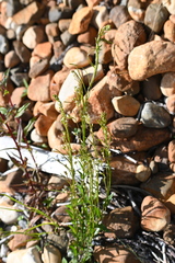 Arabis pycnocarpa, photograph (c) Syd Cannings, some rights reserved (CC BY)