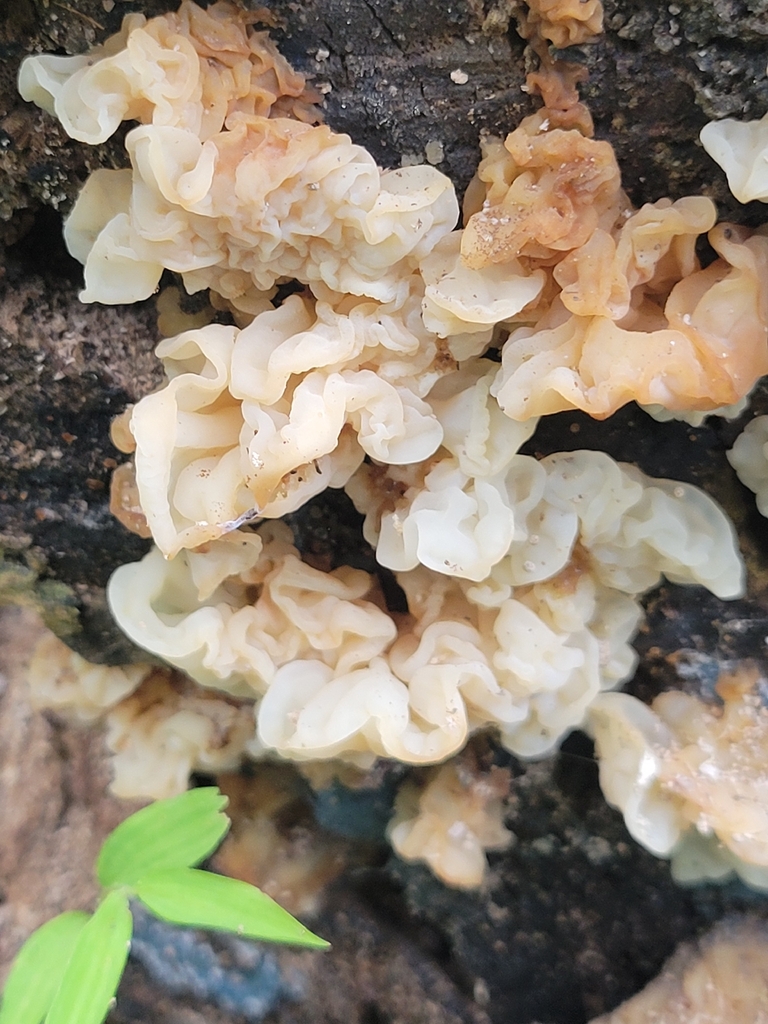 white jelly fungus · July 2026 · photo: Photo: no rights reserved · iNaturalist