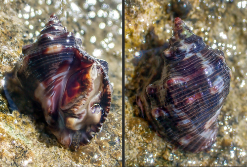 Stramonita rustica observed 2026-07-05