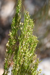Arabis pycnocarpa