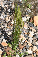 Arabis pycnocarpa, photograph (c) Syd Cannings, some rights reserved (CC BY)
