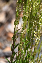 Arabis pycnocarpa, photograph (c) Syd Cannings, some rights reserved (CC BY)