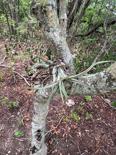 Tillandsia paucifolia, photograph 4