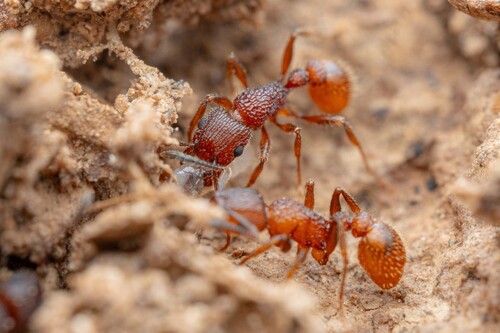 Tetramorium hispidum