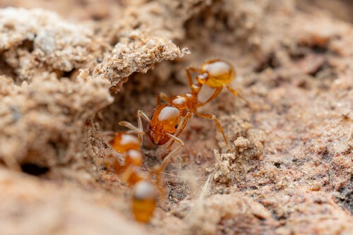 Solenopsis amblychila