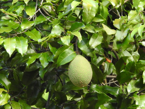 Landolphia myrtifolia, 2026-07-02