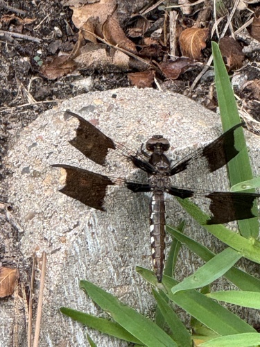 Common Whitetail