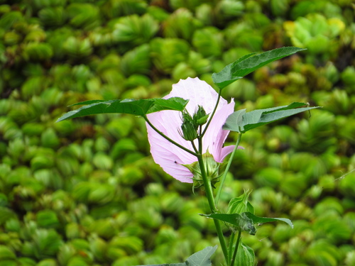 Photo of Hibiscus striatus Cav.