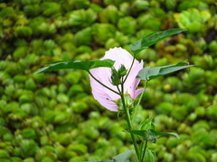 Hibiscus striatus