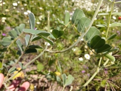 Tephrosia lindheimeri