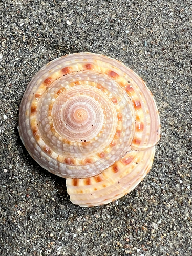 Architectonica nobilis, 2026-07-12