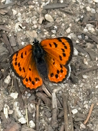 iNaturalist observation photo of Lustrous Copper