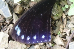 Euploea sylvester swinhoei