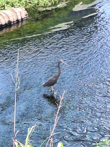 Egretta sacra observed 2026-07-11