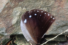 Euploea sylvester swinhoei