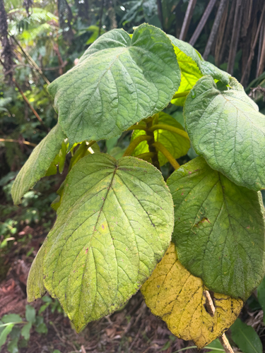 Cyrtandra platyphylla observed 2026-07-09