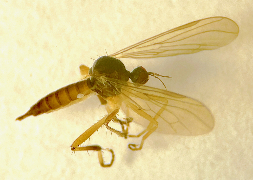 Oropezella trucispicata