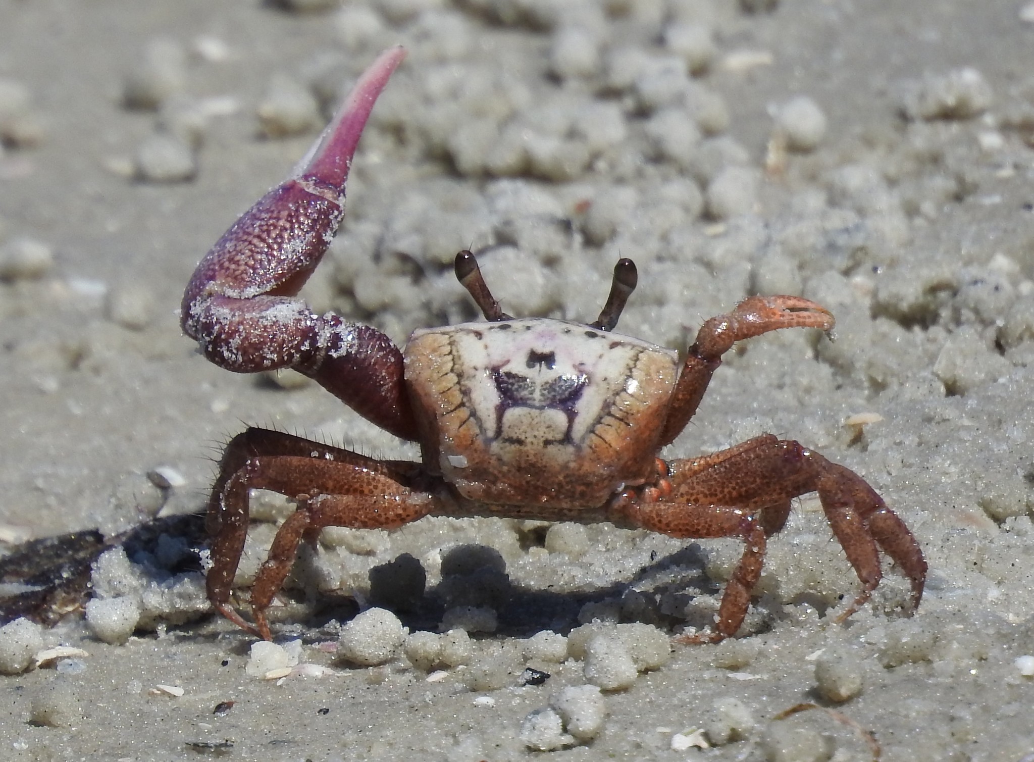 Fiddler Crab Guide: Atlantic Coast of the USA · iNaturalist Ecuador