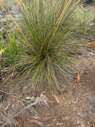 Deschampsia nubigena, 2026-07-09