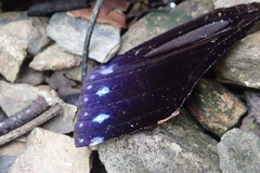 Euploea sylvester swinhoei