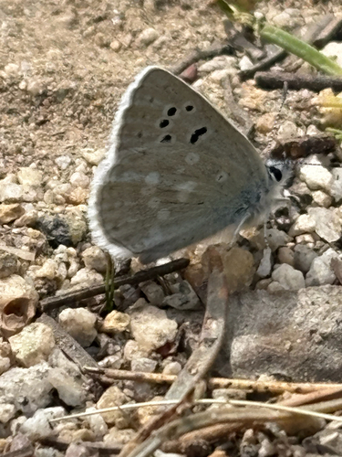 iNaturalist observation photo of Boisduval's Blue