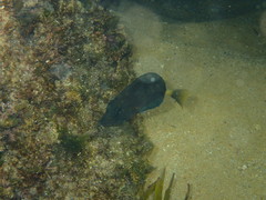 Prionurus microlepidotus