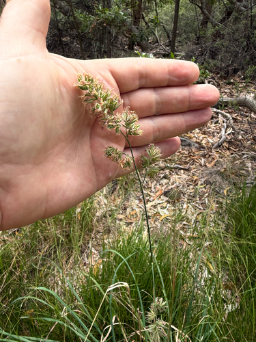 Dactylis glomerata observed 2026-07-09