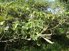 Solanum granulosoleprosum