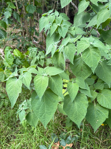 Physalis peruviana observed 2026-07-09