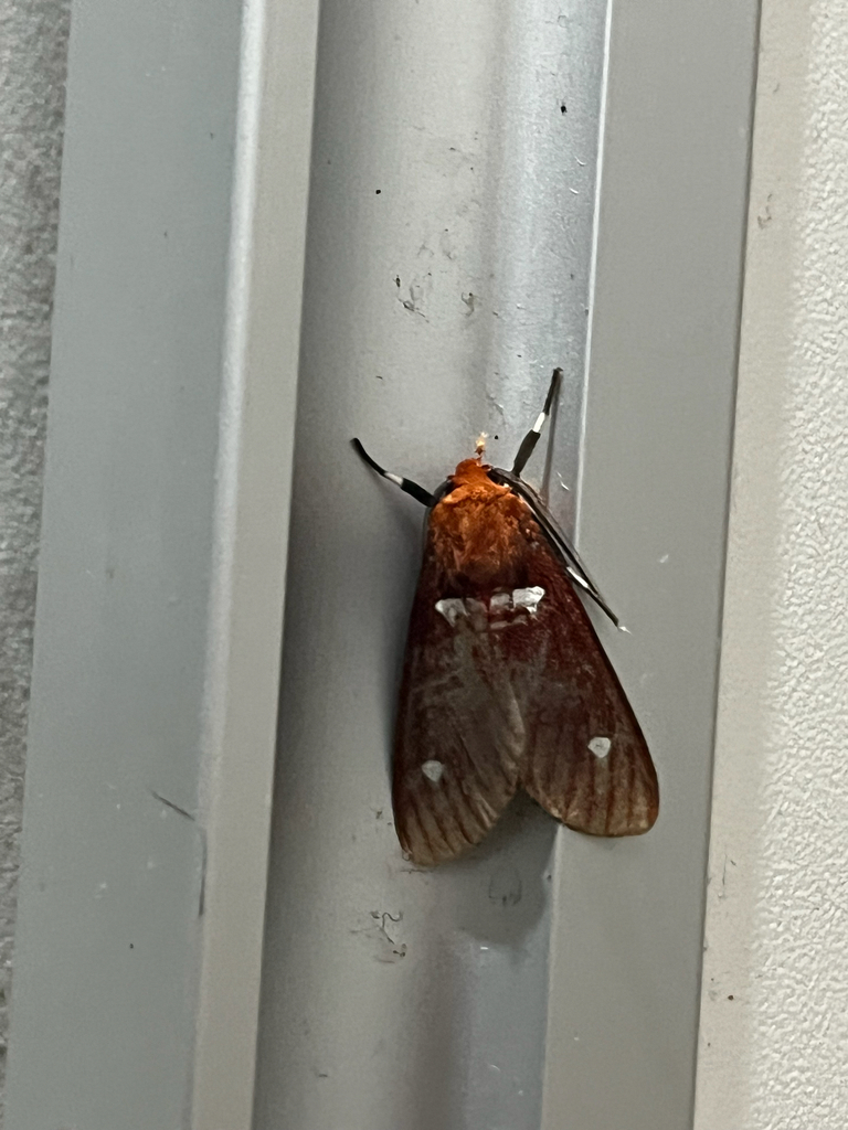 Hyperthaema sordida