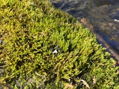Hygroamblystegium