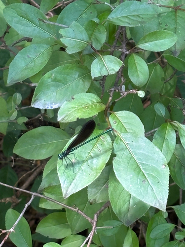 iNaturalist observation photo of Ebony Jewelwing