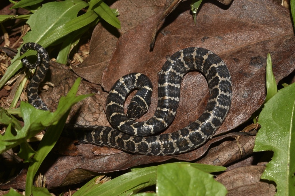 Boulenger's Tree Snake