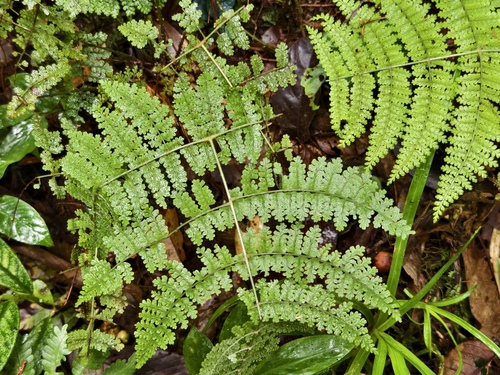Dryopteris nodosa observed 2026-07-01