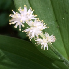 Maianthemum