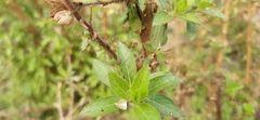 Hydrolea spinosa