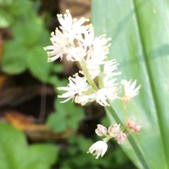 Maianthemum