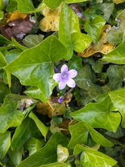 Campanula poscharskyana