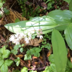 Maianthemum