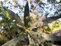 Critoniinae