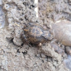 Pleurodema cinereum