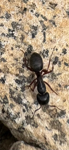 iNaturalist observation photo of Western Black Carpenter Ant