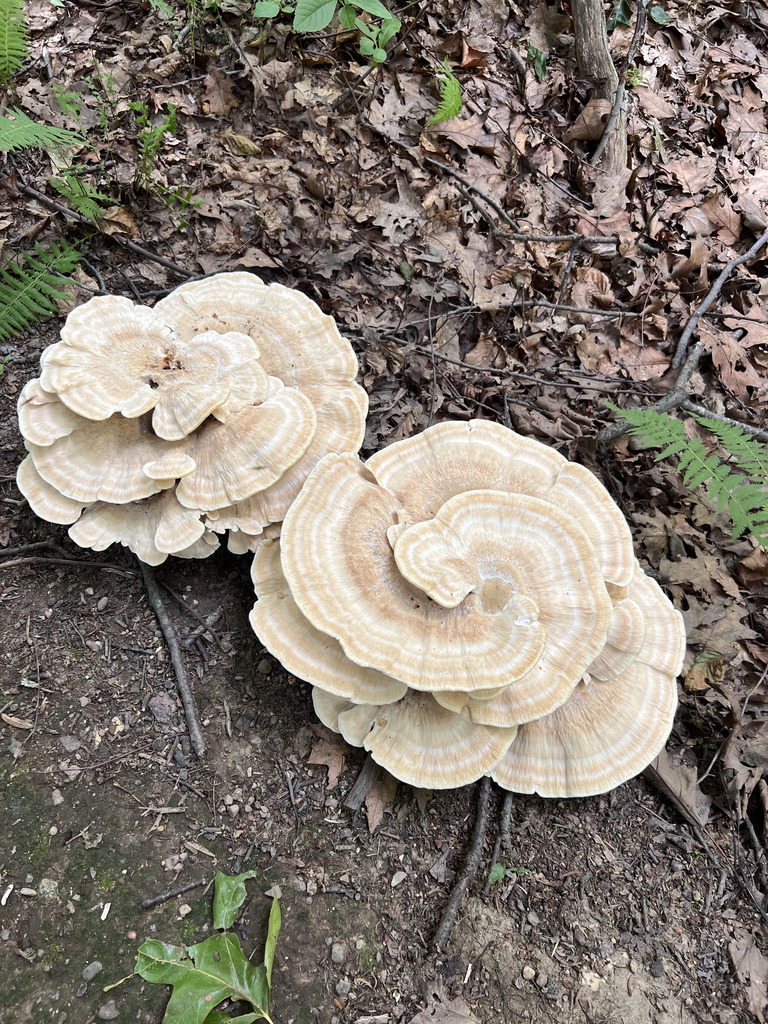 Berkeley's Polypore · July 2026 · photo: Photo: no rights reserved · iNaturalist