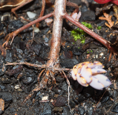 Kalanchoe waldheimii